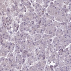 Immunohistochemical staining of human pancreas shows low expression as expected.