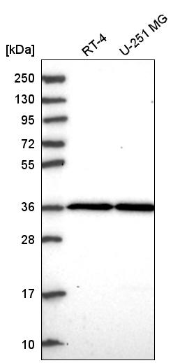 Anti-THAP5 Antibody