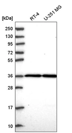 Anti-THAP5 Antibody
