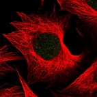Immunofluorescent staining of human cell line U-2 OS shows localization to nucleus.