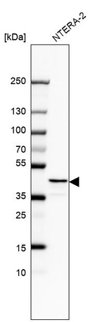 Anti-RAD51AP1 Antibody