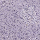 Immunohistochemical staining of human pancreas shows no positivity in exocrine glandular cells as expected.