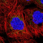 Immunofluorescent staining of human cell line A-431 shows localization to mitochondria.