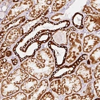 Immunohistochemical staining of human kidney shows moderate to strong granular cytoplasmic positivity in cells in tubules.