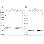 Western blot analysis using Anti-MT-CO2 antibody HPA051505 (A) shows similar pattern to independent antibody HPA054758 (B).