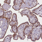 Immunohistochemical staining of human placenta shows moderate cytoplasmic positivity in glandular cells.