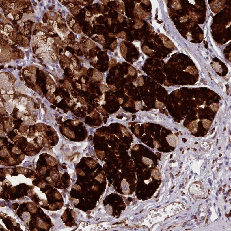 Anti-NDST2 Antibody