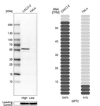 Western blot analysis in human cell lines Caco-2 and HeLa using Anti-GPT2 antibody. Corresponding GPT2 RNA-seq data are presented for the same cell lines. Loading control: Anti-GAPDH.