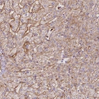 Anti-APOC1 Antibody