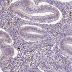 Immunohistochemical staining of human endometrium shows very weak granular cytoplasmic positivity in glandular cells.