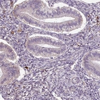 Immunohistochemical staining of human endometrium shows very weak granular cytoplasmic positivity in glandular cells.