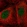 Anti-COPS5 Antibody