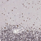 Immunohistochemical staining of human cerebellum shows strong nuclear positivity in all layers.