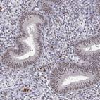 Immunohistochemical staining of human endometrium shows moderate nuclear positivity in glandular cells.