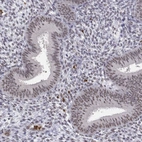 Immunohistochemical staining of human endometrium shows moderate nuclear positivity in glandular cells.