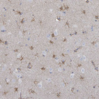 Anti-FAM210A Antibody