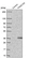 Anti-FAM210A Antibody