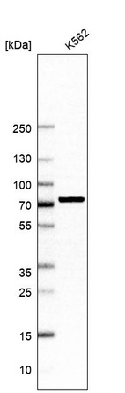 Anti-INTS9 Antibody