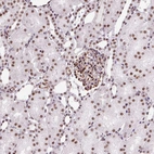 Anti-LUC7L2 Antibody