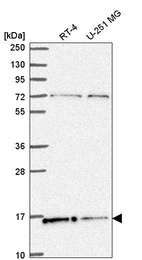 Anti-H2AFX Antibody