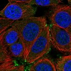 Immunofluorescent staining of human cell line MCF7 shows localization to cell junctions.