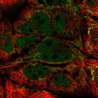 Immunofluorescent staining of human cell line CACO-2 shows localization to nucleoplasm & mitochondria.