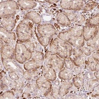 Anti-RANBP2 Antibody