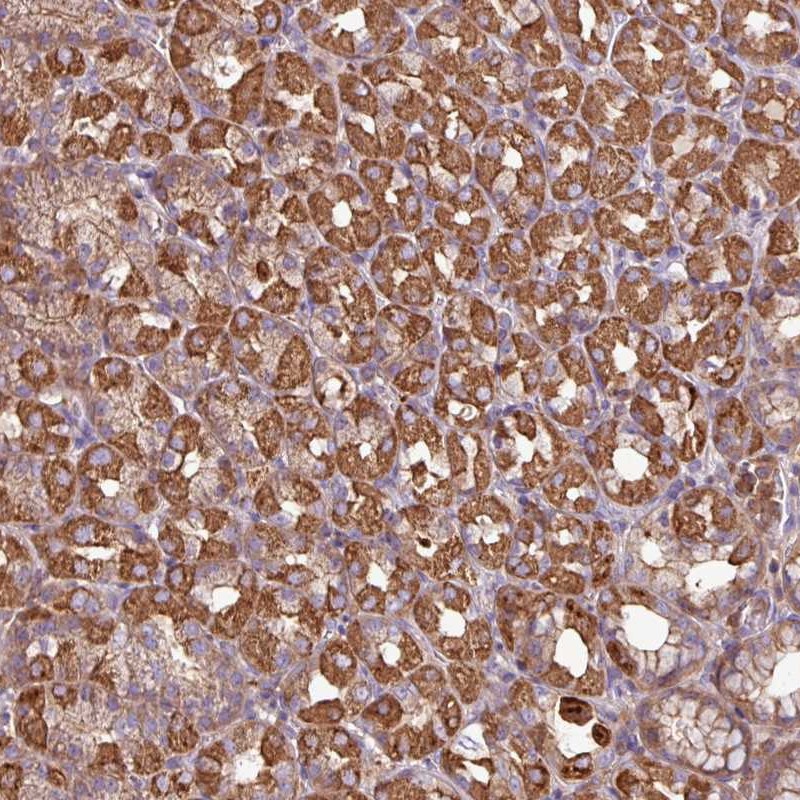 Anti-ACTR3 Antibody