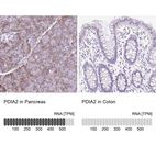 Anti-PDIA2 Antibody