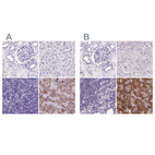 Immunohistochemical staining of human kidney, liver, lymph node and pancreas using Anti-PDIA2 antibody HPA051692 (A) shows similar protein distribution across tissues to independent antibody HPA053492 (B).