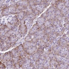 Immunohistochemical staining of human pancreas shows high expression.
