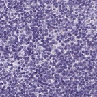 Immunohistochemical staining of human lymph node using Anti-PDIA2 antibody HPA051692.