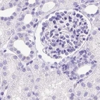 Immunohistochemical staining of human kidney using Anti-PDIA2 antibody HPA051692.