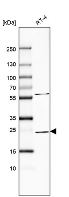 Anti-RAB11A Antibody