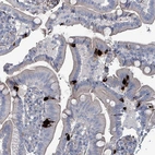 Anti-TAAR5 Antibody
