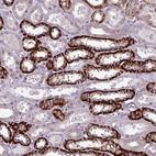 Anti-PRAMEF7 Antibody