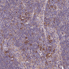 Anti-RPL13 Antibody