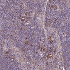 Anti-RPL13 Antibody