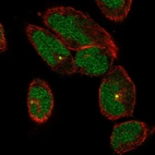 Immunofluorescent staining of human cell line RH-30 shows localization to nucleus & centrosome.