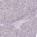 Immunohistochemical staining of human pancreas shows weak positivity in nucleoli in exocrine glandular cells.