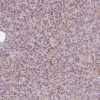 Immunohistochemical staining of human pancreas shows low expression as expected.