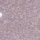 Immunohistochemical staining of human pancreas shows low expression as expected.