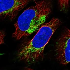 Immunofluorescent staining of human cell line U-2 OS shows localization to nuclear membrane & mitochondria.