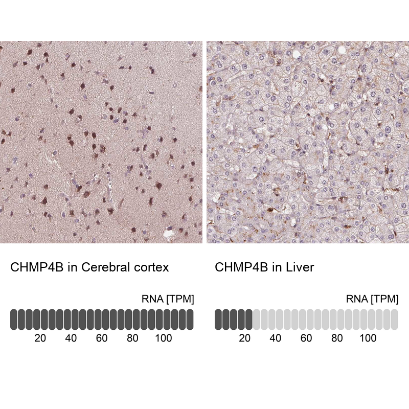 Anti-CHMP4B Antibody