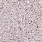 Immunohistochemical staining of human liver shows low expression as expected.