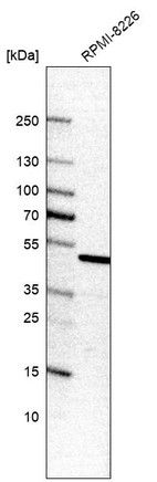 Western blot analysis in human cell line RPMI-8226.