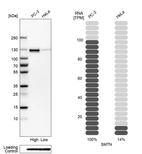 Western blot analysis in human cell lines PC-3 and HeLa using Anti-SMTN antibody. Corresponding SMTN RNA-seq data are presented for the same cell lines. Loading control: Anti-PPIB.