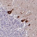 Anti-GRAPL Antibody