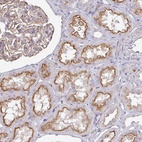 Anti-C1QTNF7 Antibody