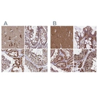 Anti-NFS1 Antibody